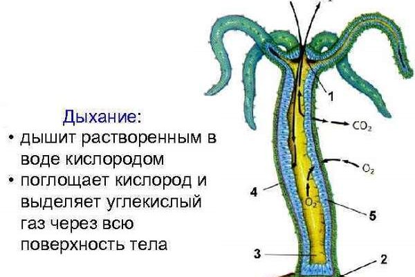 Кракен маркетплейс kr2web in площадка