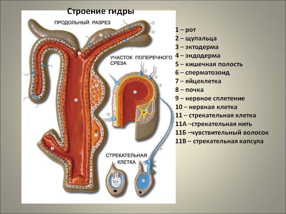 Кракен мониторинг ссылок kraken torion